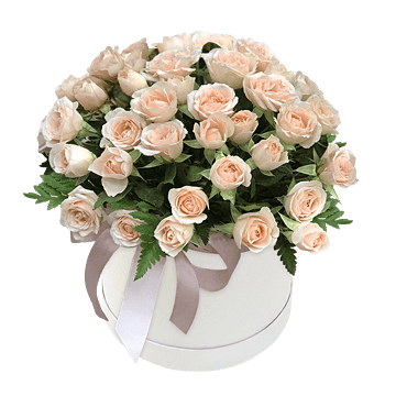 Spray rose in box